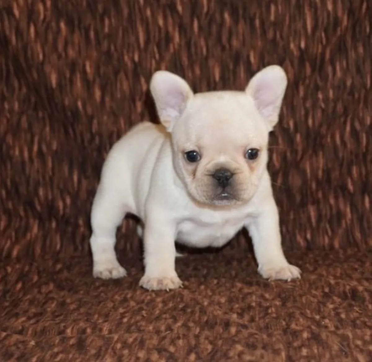 chiots bulldog français bleu de qualité enregistrés AKC