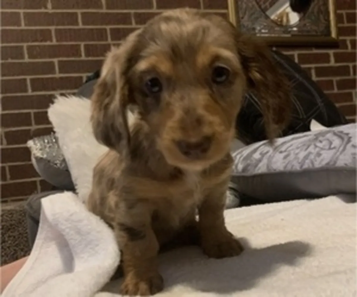 Mini Dachshund yavruları