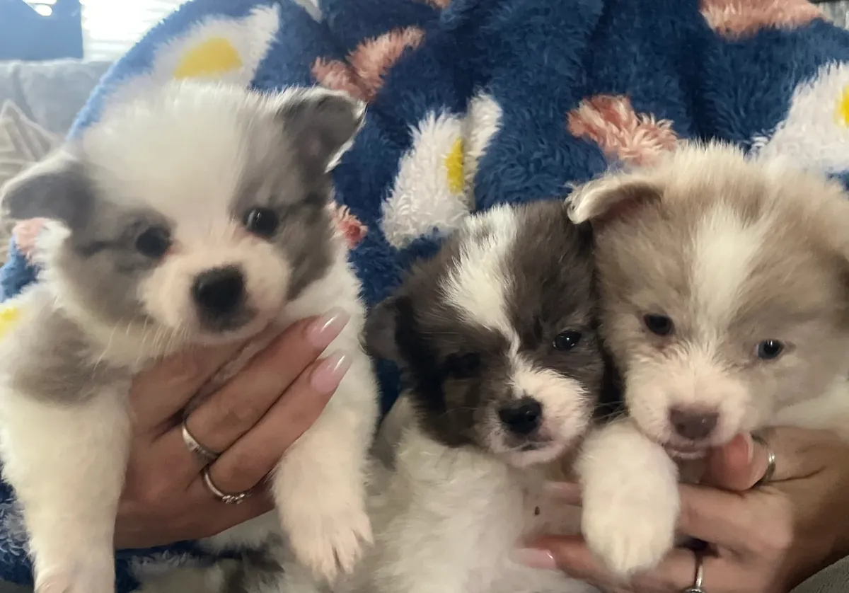 Adorables Cachorros Pomsky