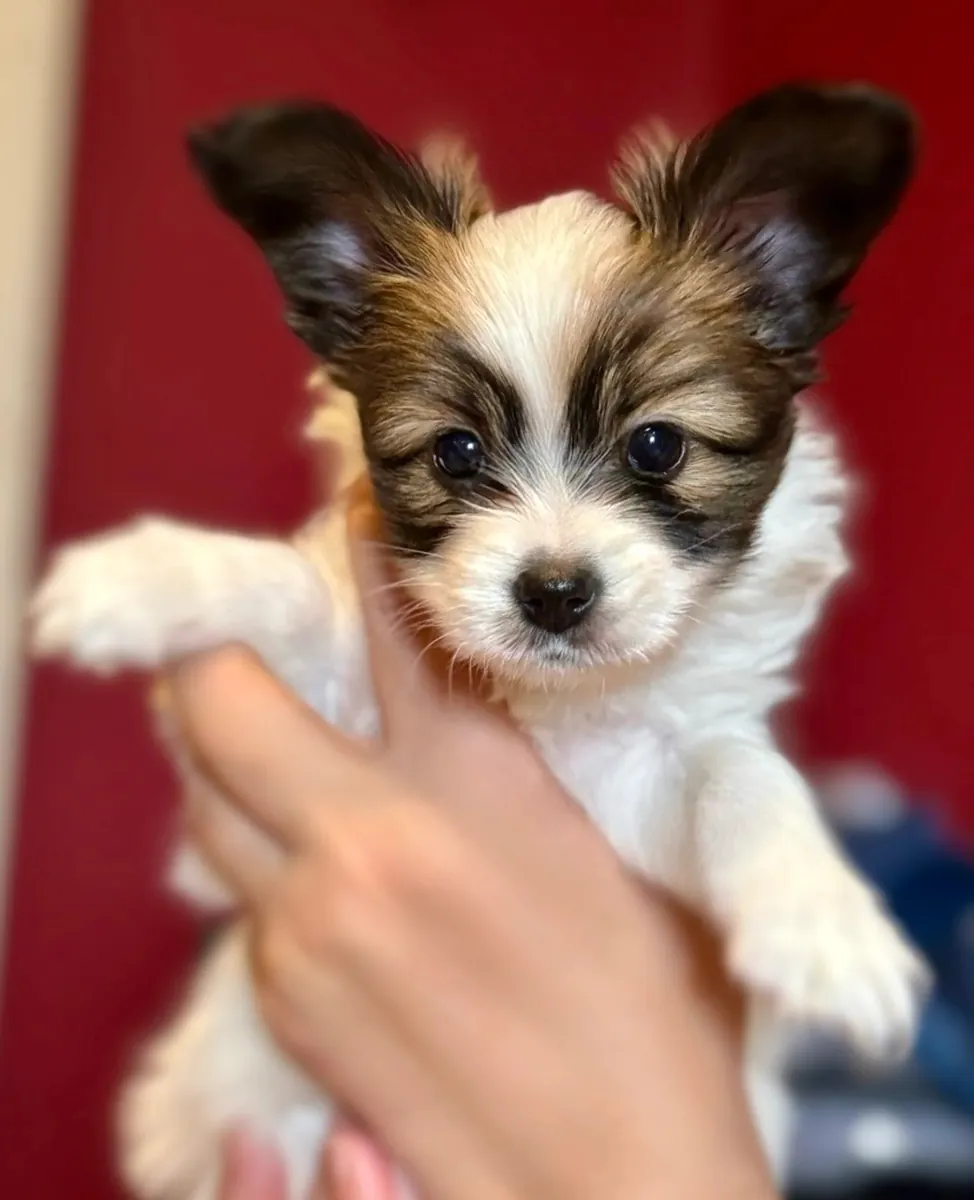 Pequeños Cachorros Papillon
