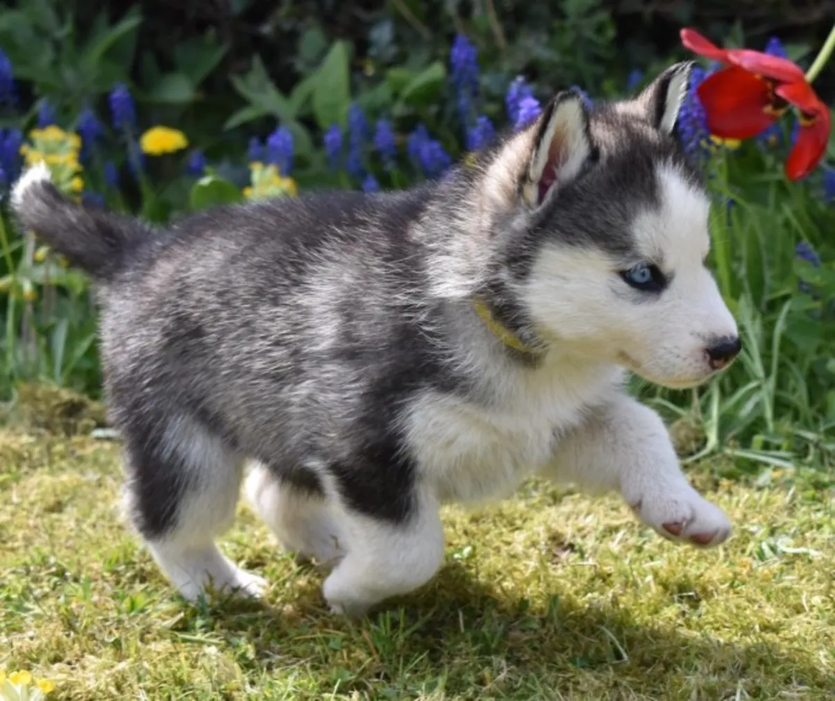 chiots siberian husky enregistrés akc