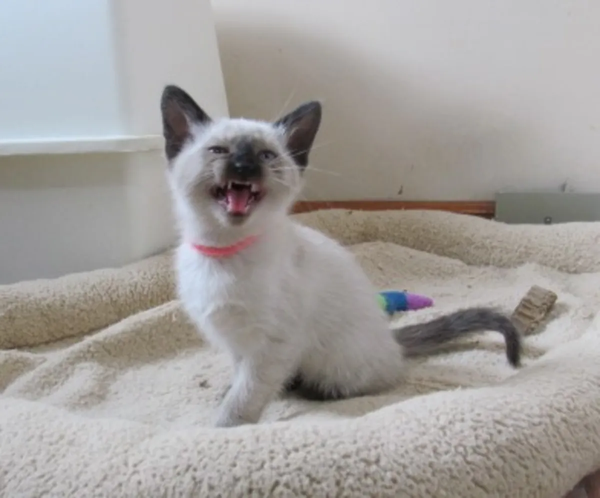 Siamese Kittens