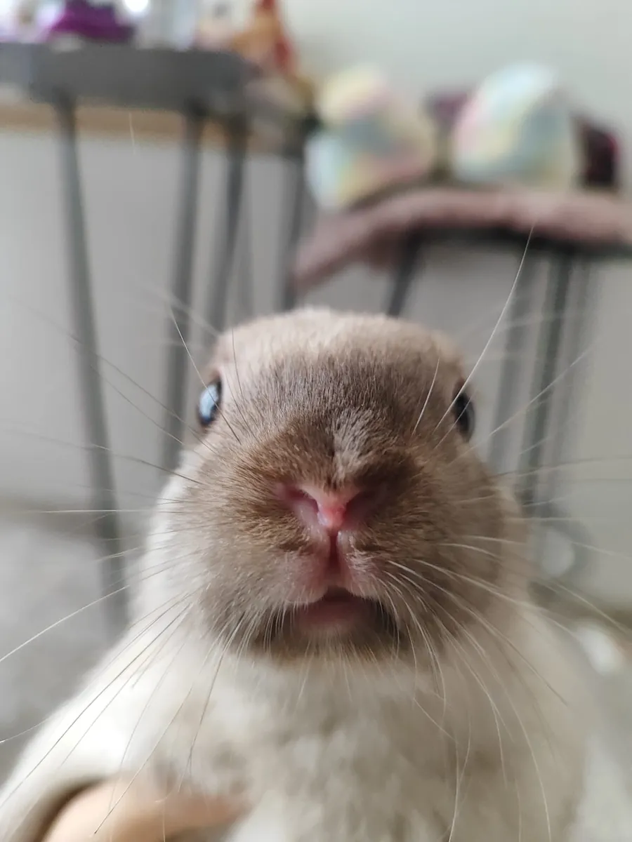 Rabbit