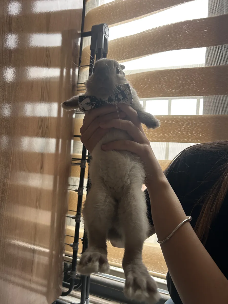 Rabbit