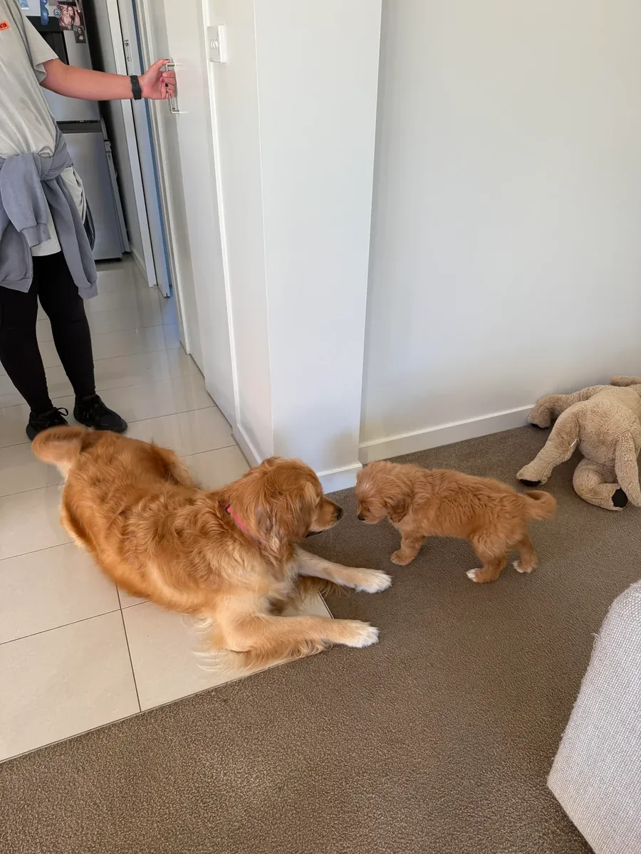 Тихий кот, ему лучше в спокойном доме.