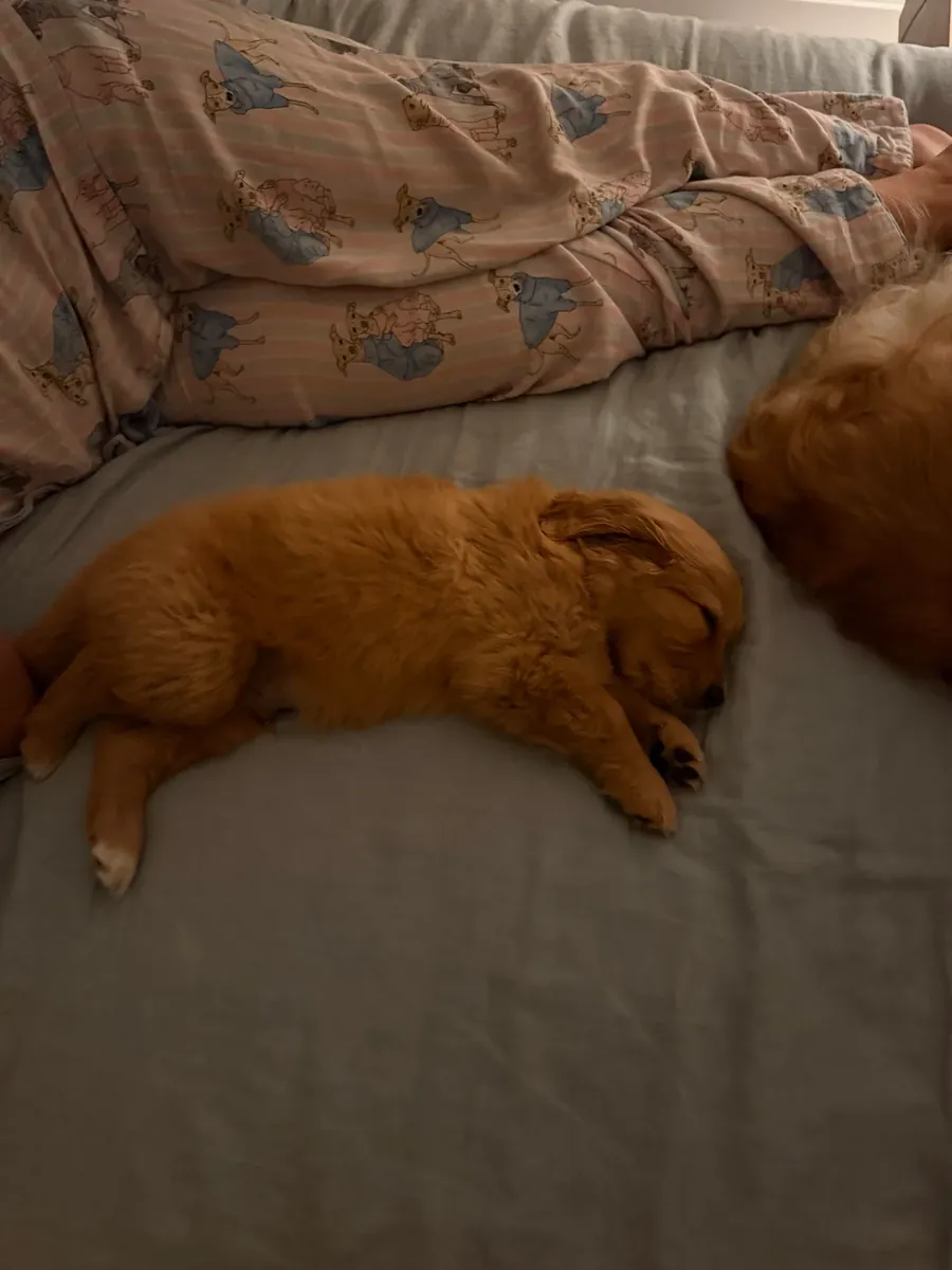 Тихий кот, ему лучше в спокойном доме.