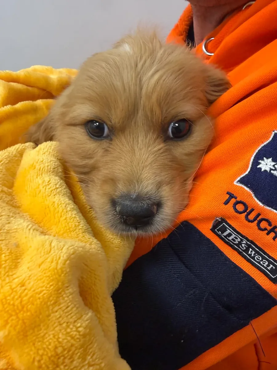 Тихий кот, ему лучше в спокойном доме.