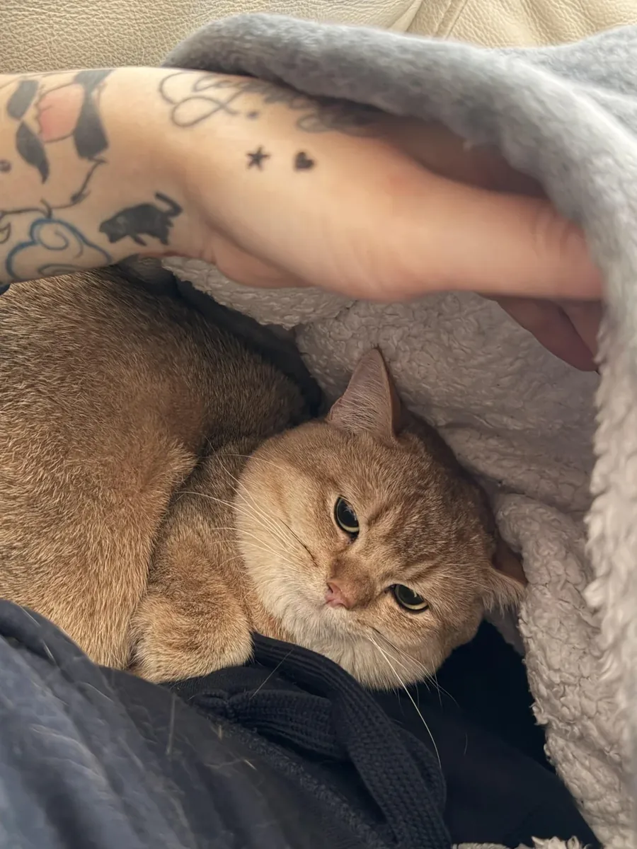 gato de interior, cambio de rutina