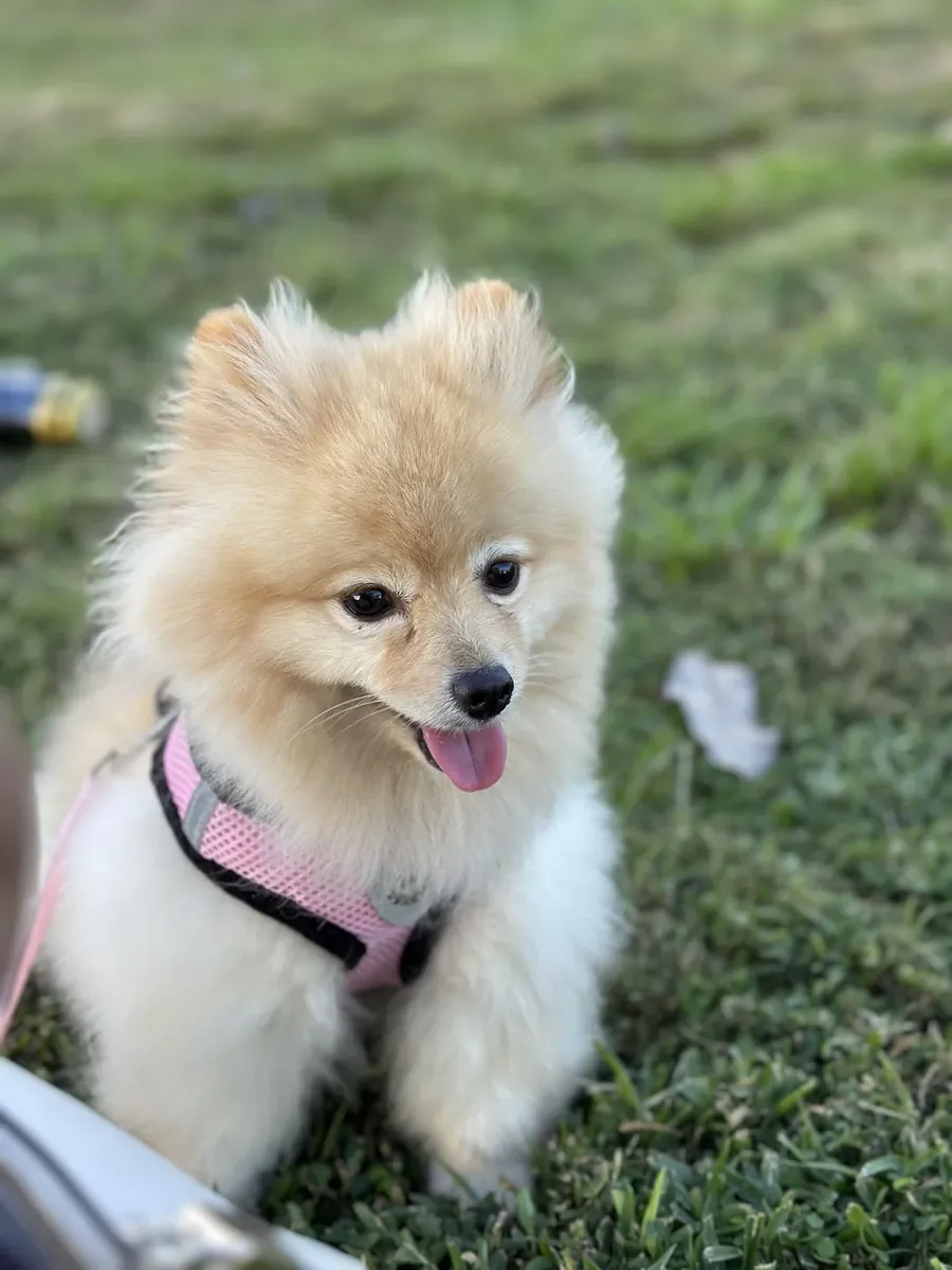 Маленькая собака, нуждается в большем внимании.