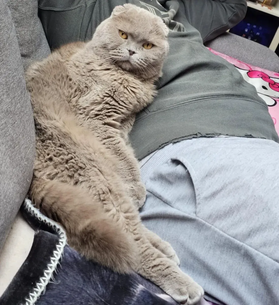 Тихий кот, ему лучше в спокойном доме.