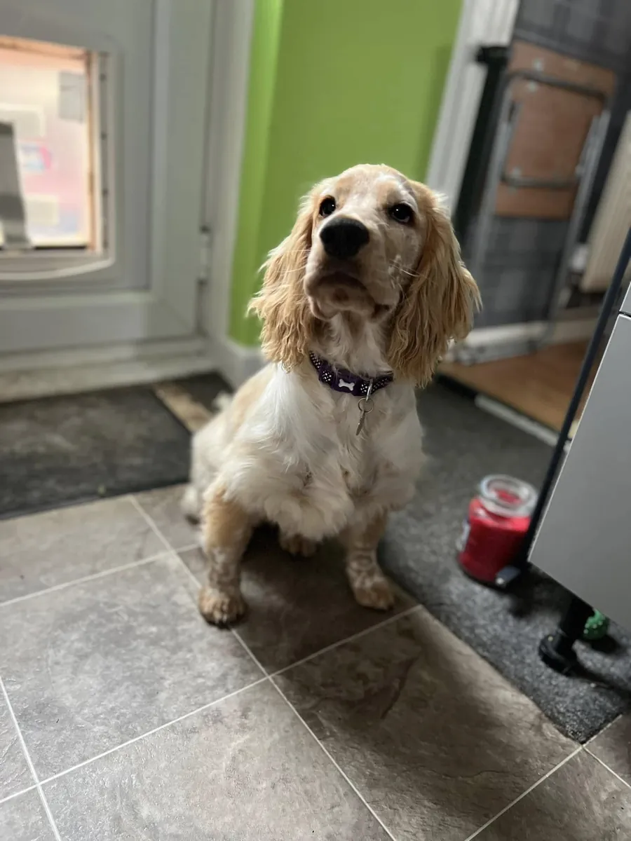 Кокер-спаниель, дружелюбный и привыкший к людям.