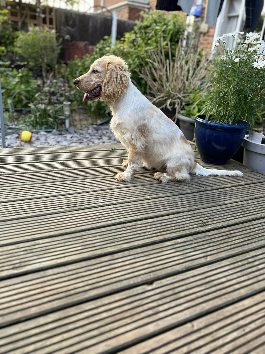 Кокер-спаниель, дружелюбный и привыкший к людям.