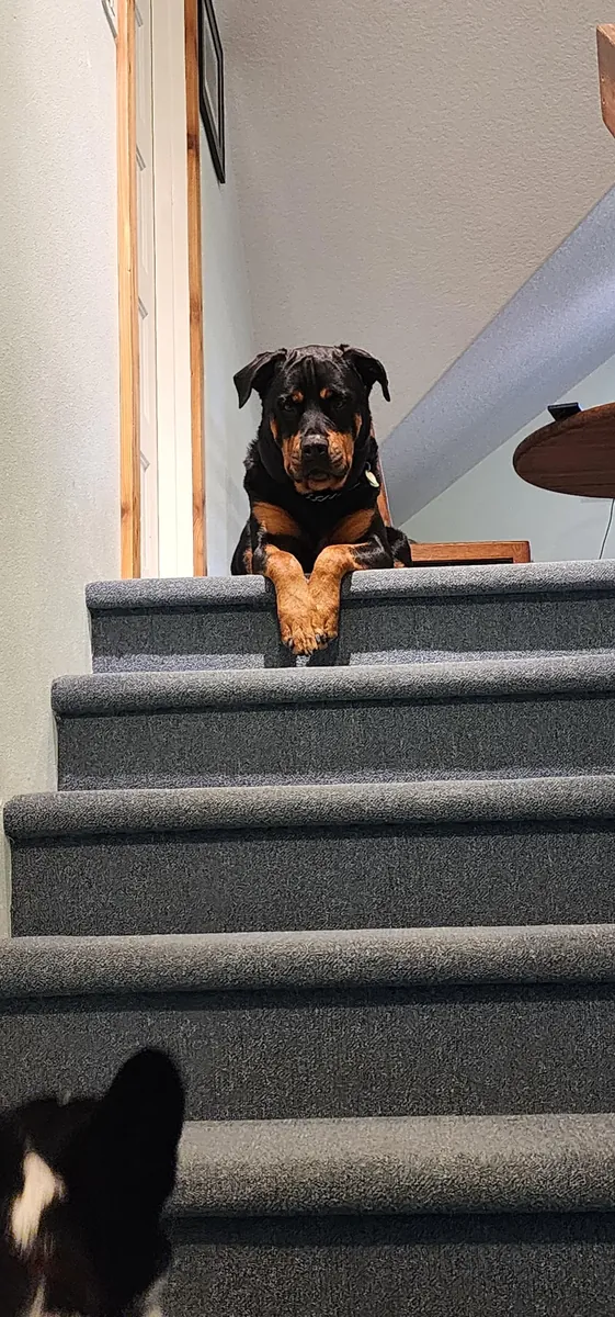 Предпочтение отдается опытным владельцам.