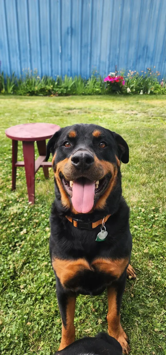 Предпочтение отдается опытным владельцам.