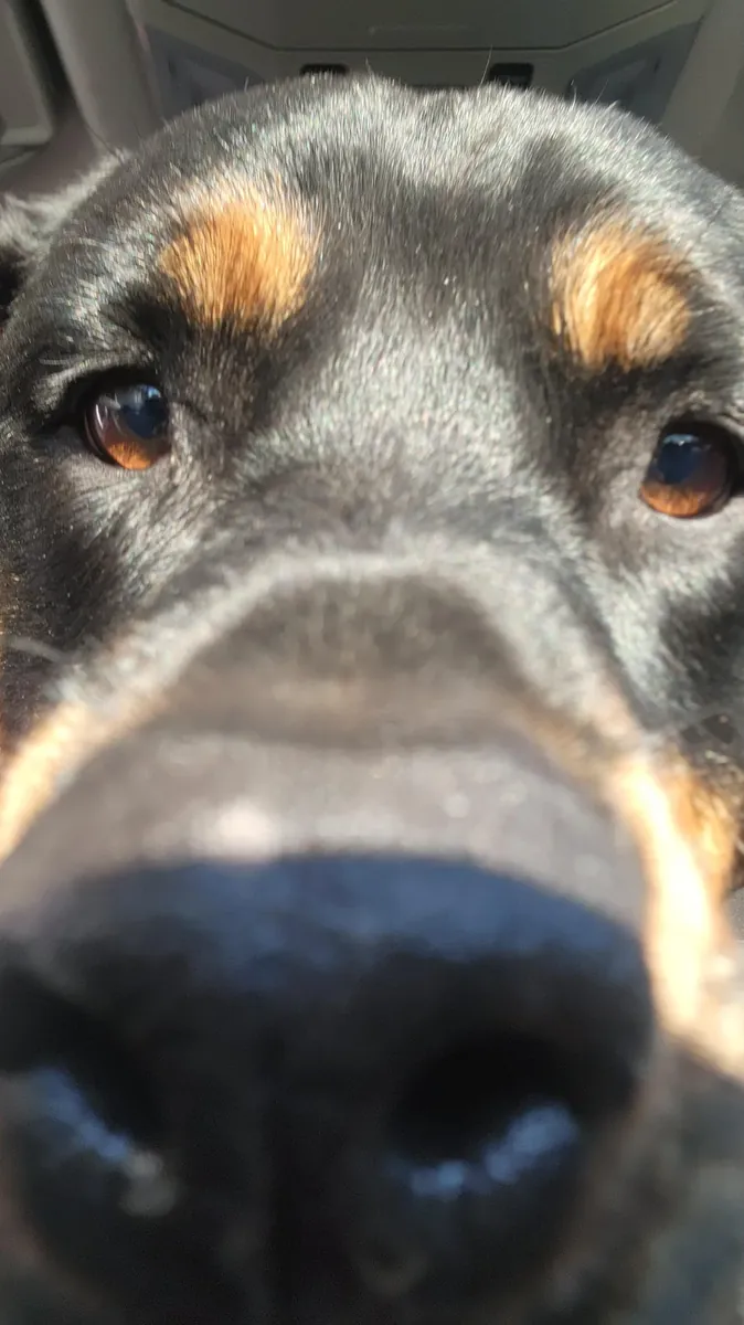 Предпочтение отдается опытным владельцам.