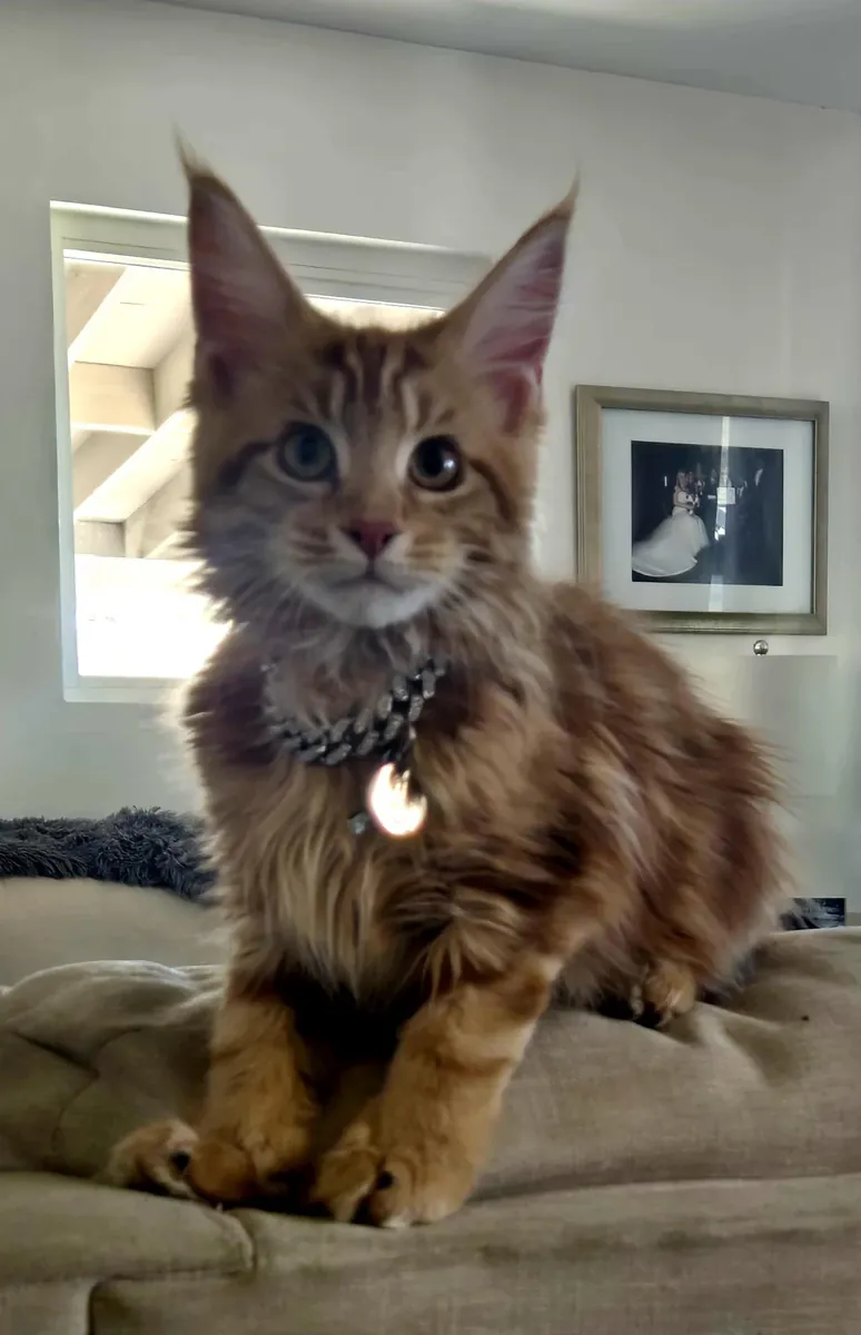 gato grande de interior, cambio de circunstancias