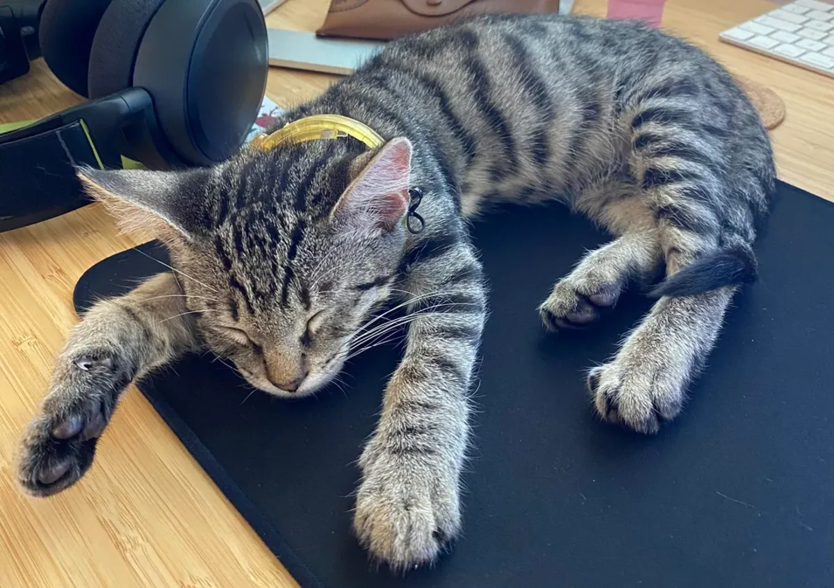 Домашняя кошка, смена обстановки