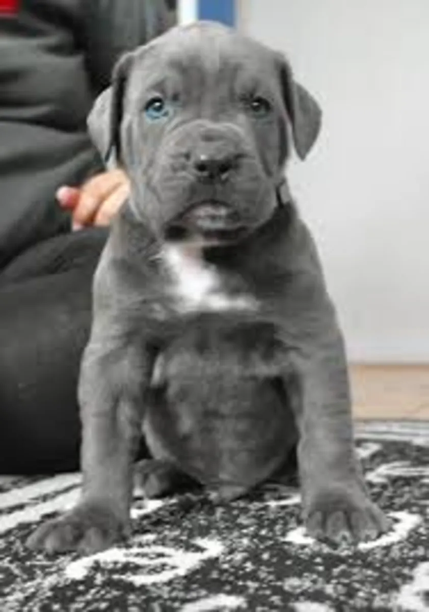 Cane Corso Yavruları Satılık