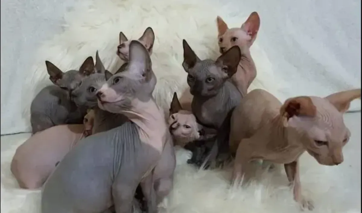 Bébés Sphynx Mignons