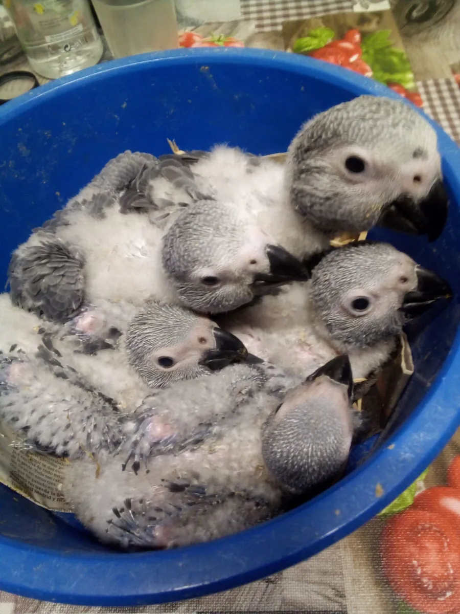 Poussins de perroquets yaco à queue rouge