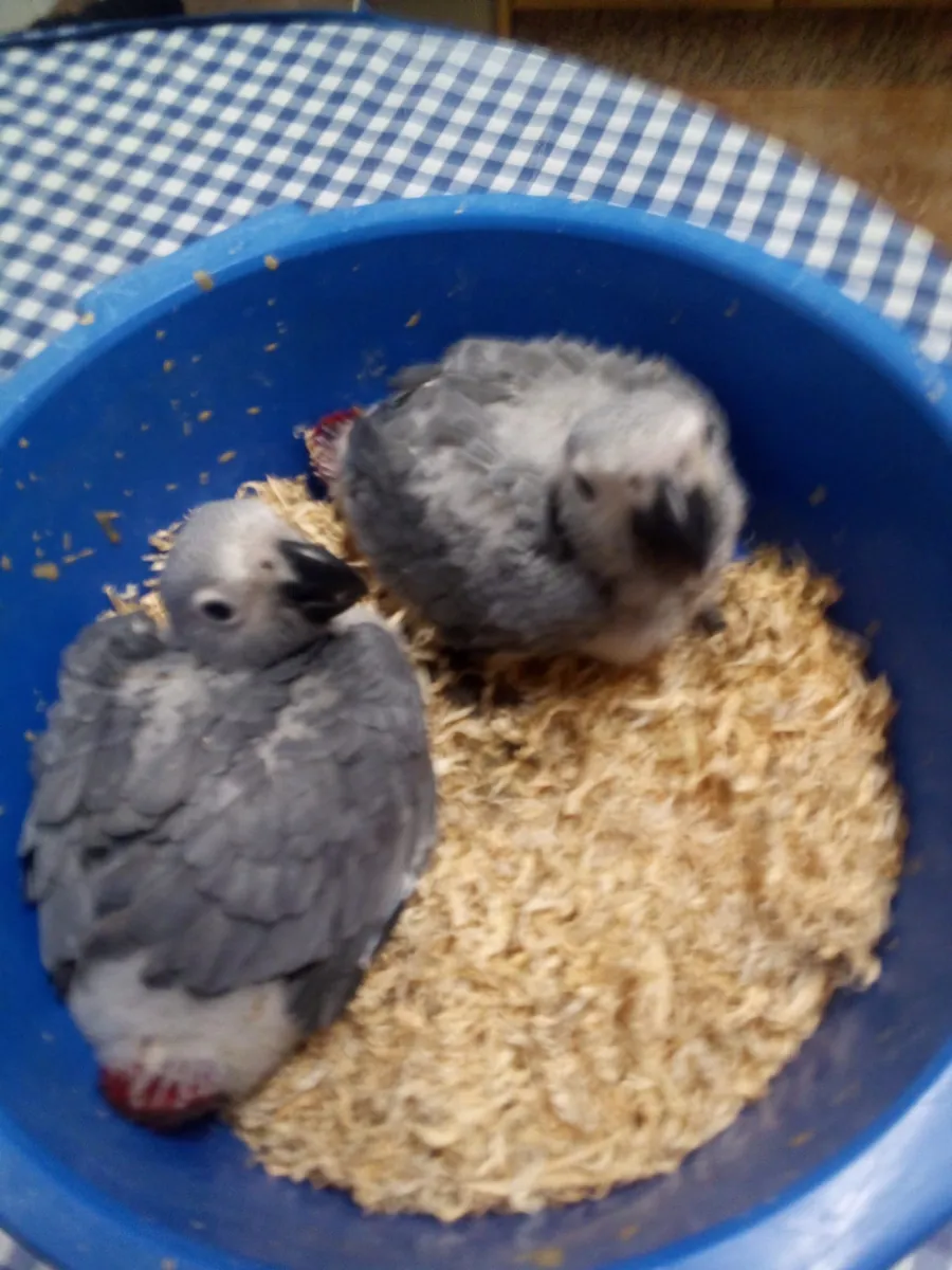 Poussins de perroquets yaco à queue rouge