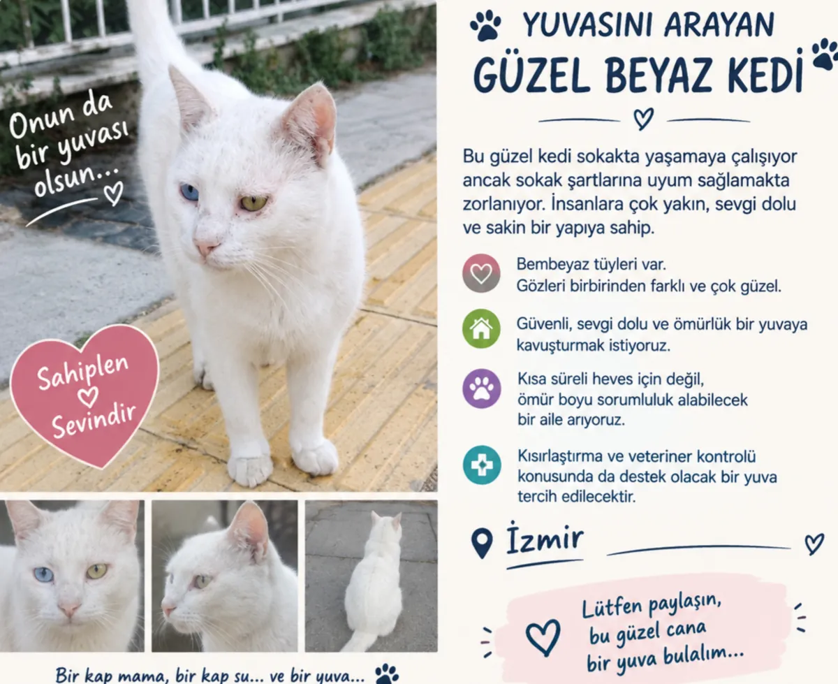 Bir hevesle alınıp sokakta yaşamaya çalışan çok tatlı bir can 