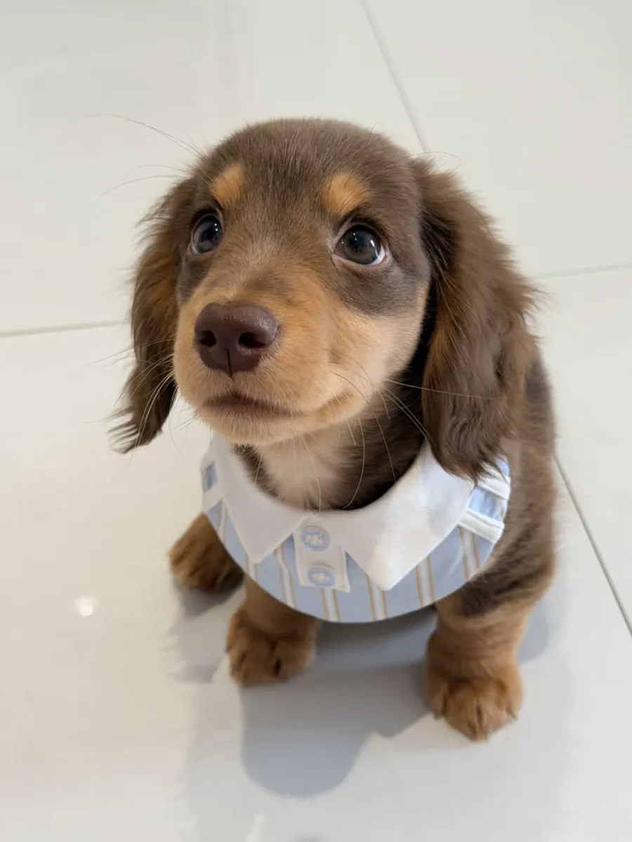 🐾❤️ 徳國獵犬小狗待領養 ❤️🐾