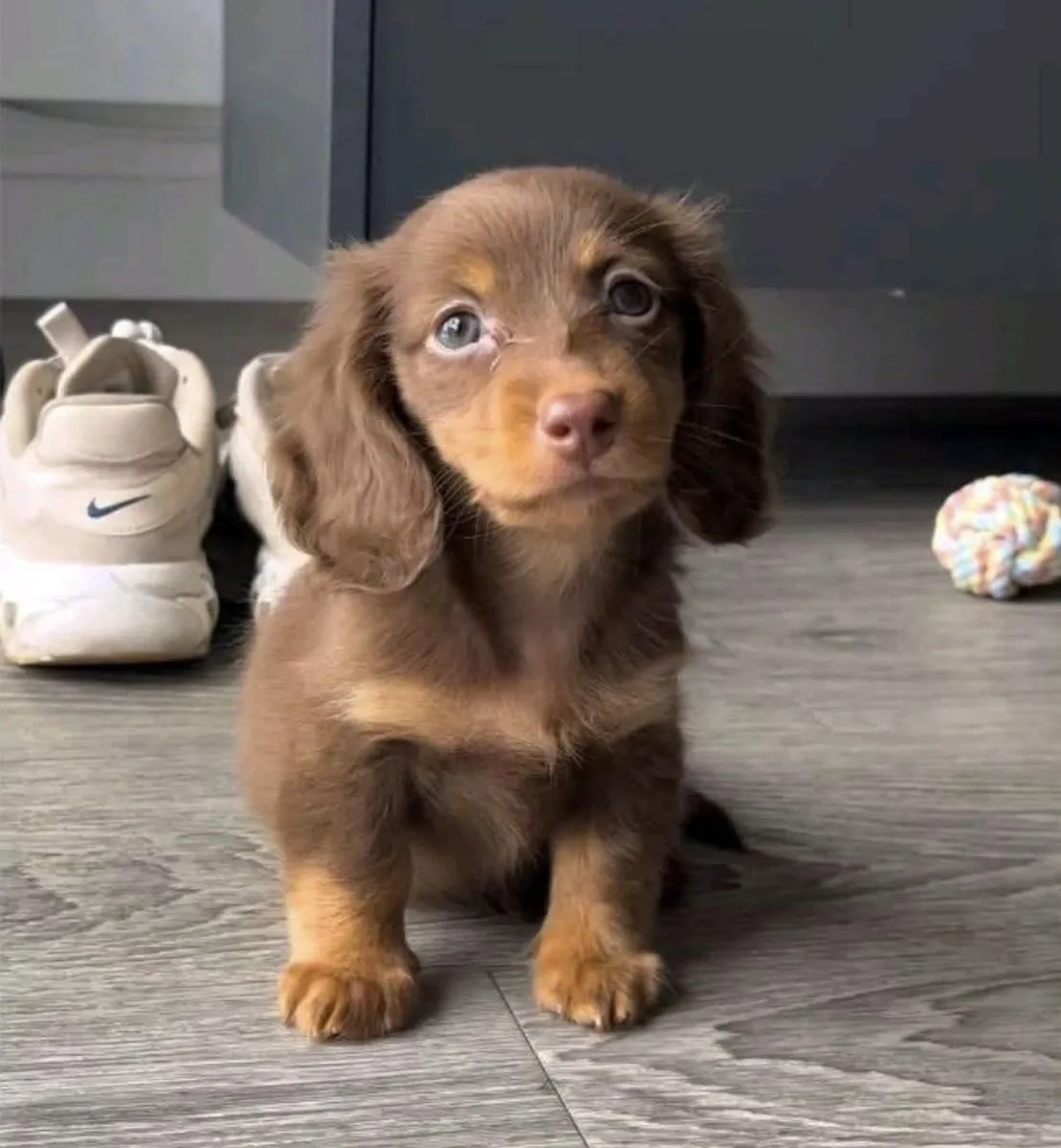 🐾❤️ 徳國獵犬小狗待領養 ❤️🐾