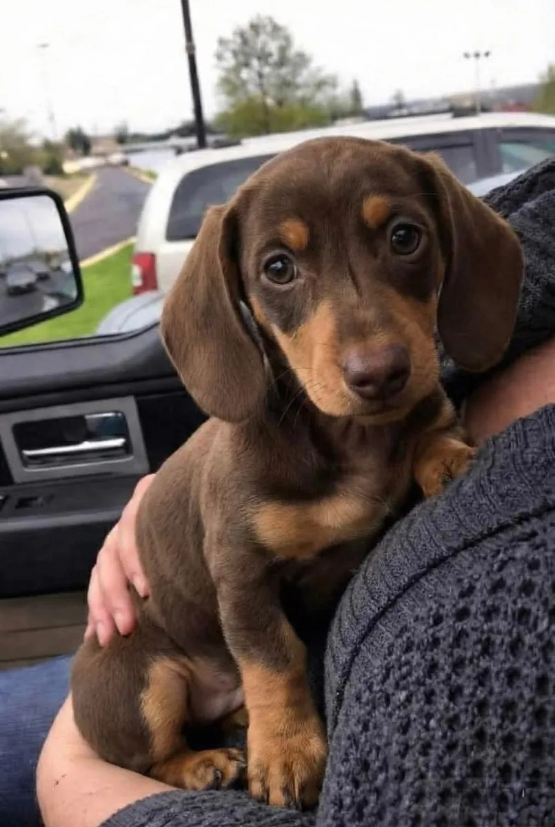 🐾❤️ 徳國獵犬小狗待領養 ❤️🐾