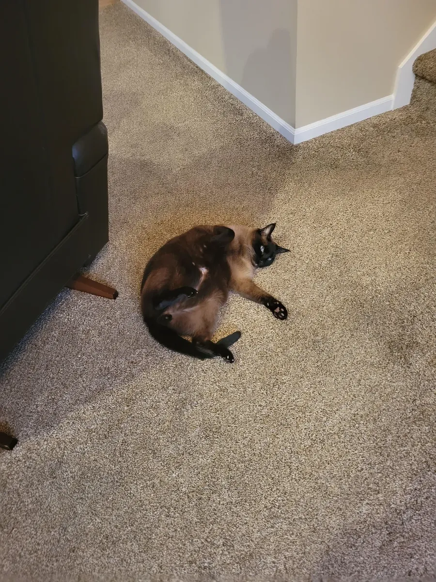 Сиамская кошка нуждается в компании.