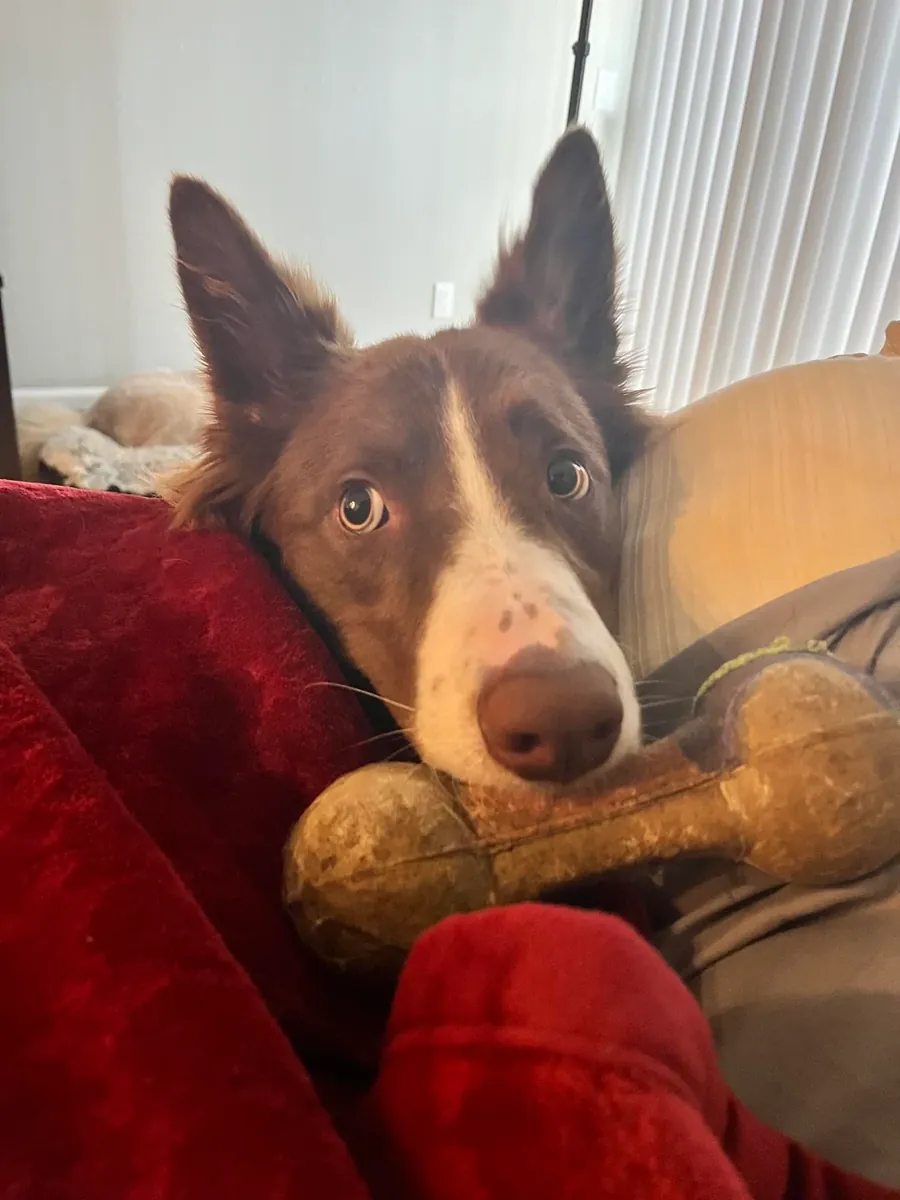 Активная собака, не подходит для моего образа жизни.