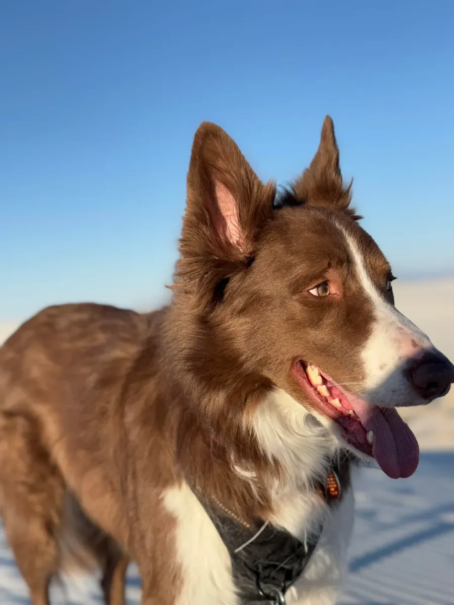 Активная собака, не подходит для моего образа жизни.