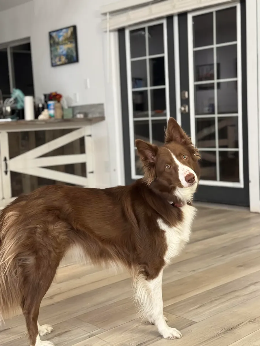 Активная собака, не подходит для моего образа жизни.