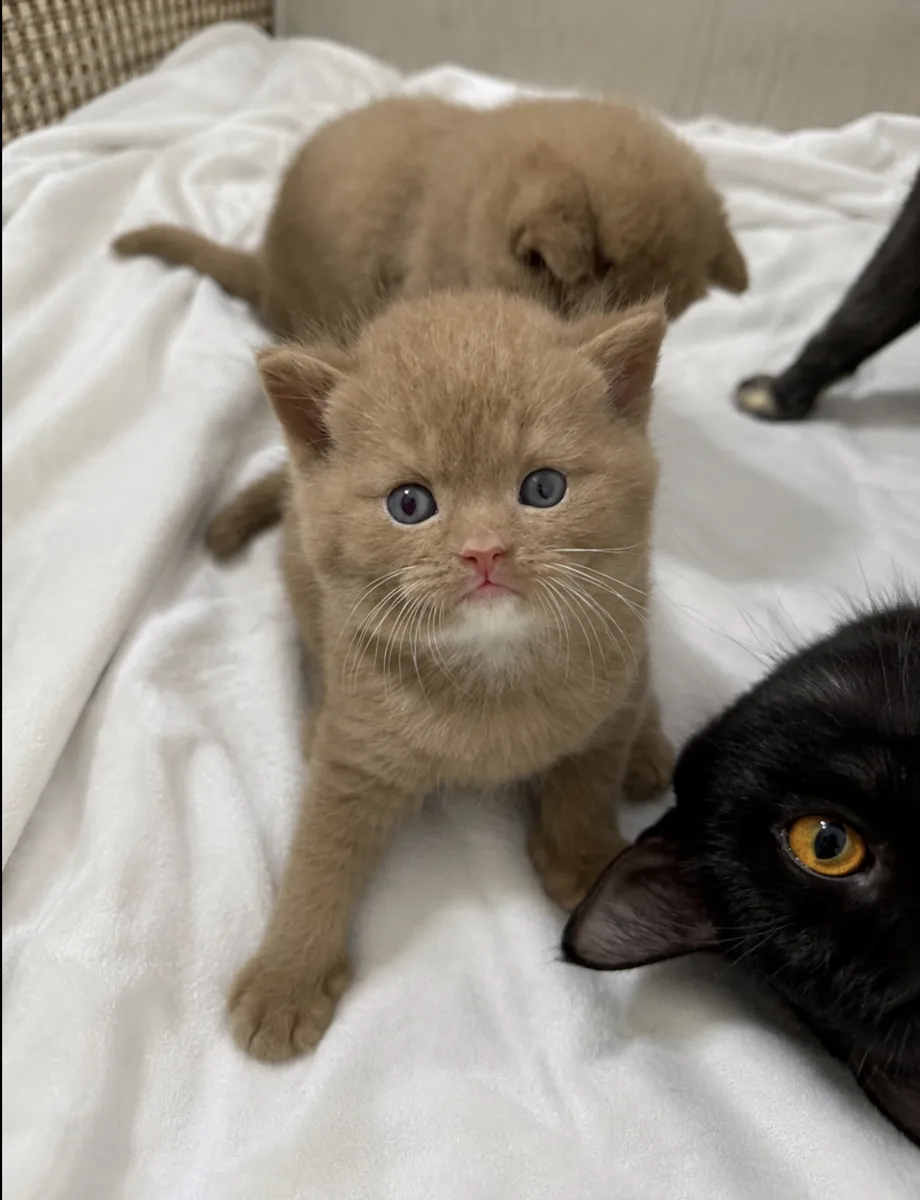 British shorthair 