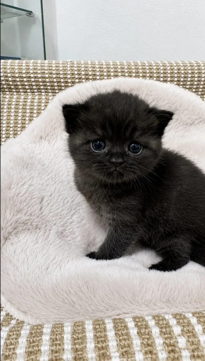british shorthair negro 