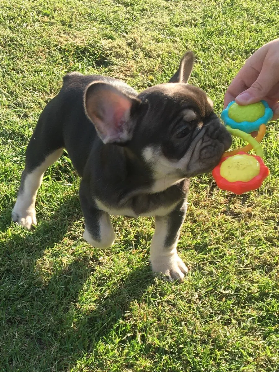 Charmants chiots bulldog français cherchent une nouvelle famille