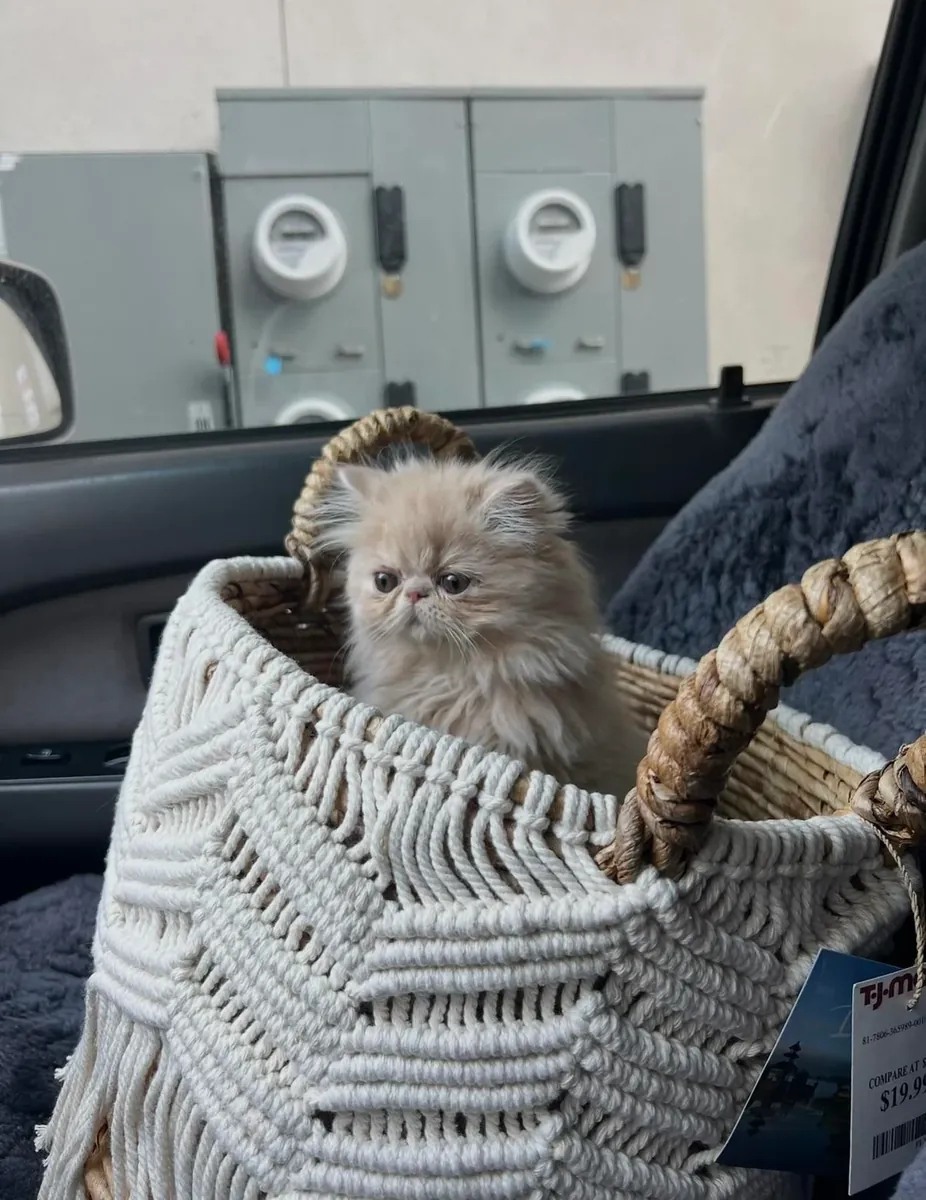 Персидская кошка ищет более спокойный дом.