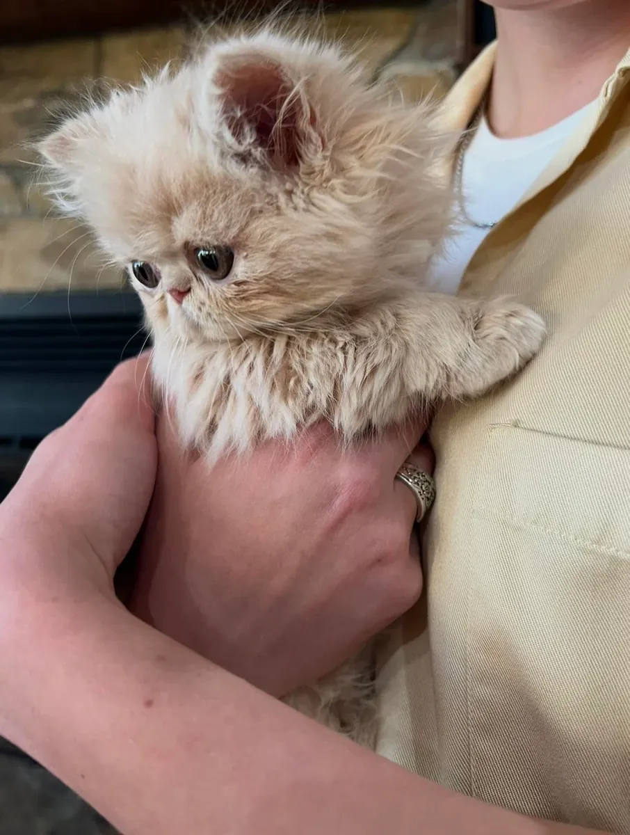 Персидская кошка ищет более спокойный дом.