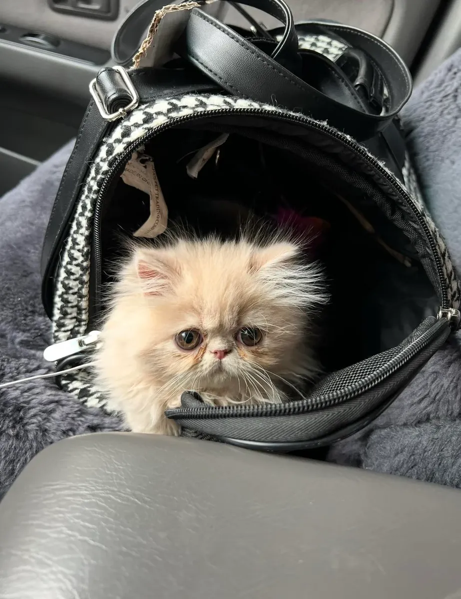 Персидская кошка ищет более спокойный дом.