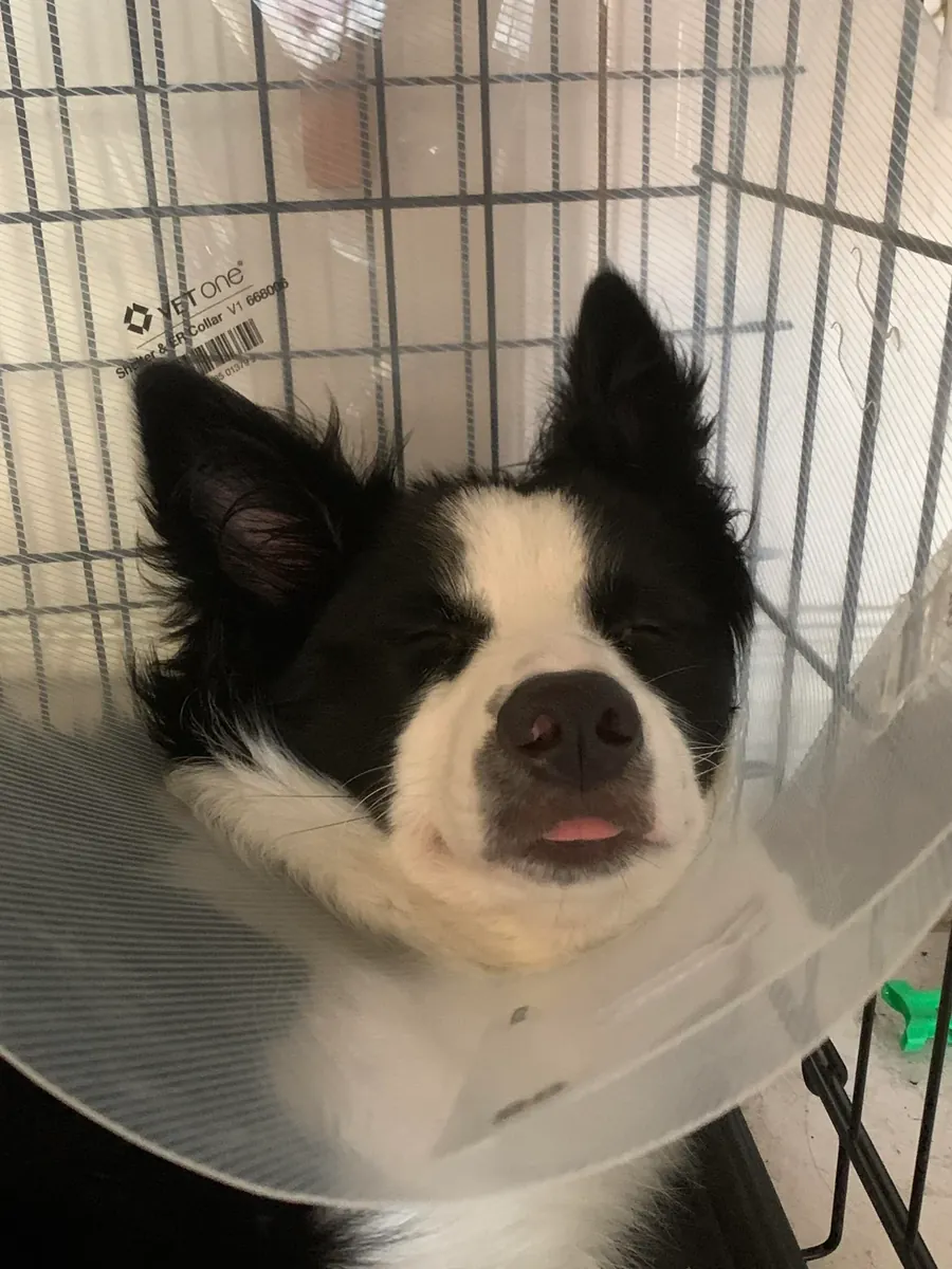 Активная собака, нуждается в большем количестве физических упражнений.