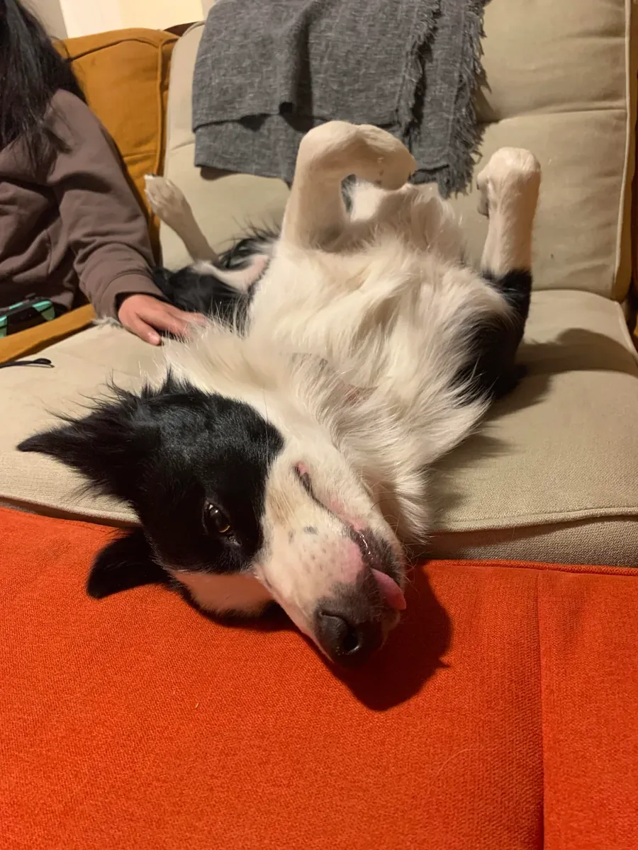 Активная собака, нуждается в большем количестве физических упражнений.