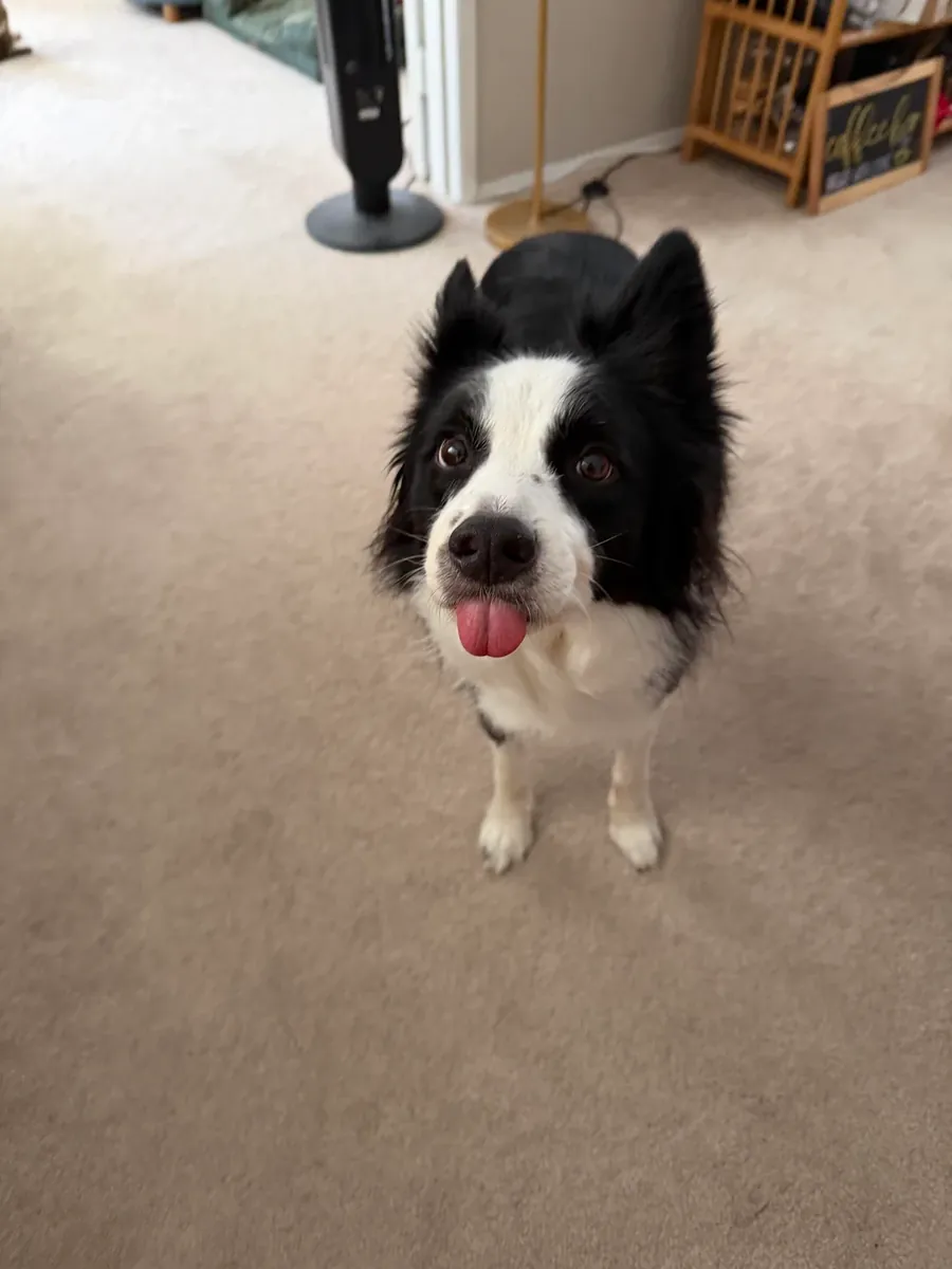 Активная собака, нуждается в большем количестве физических упражнений.