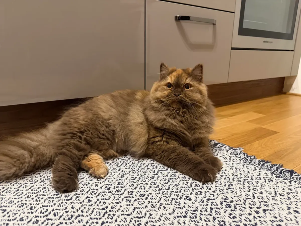 спокойная кошка, смена обстановки