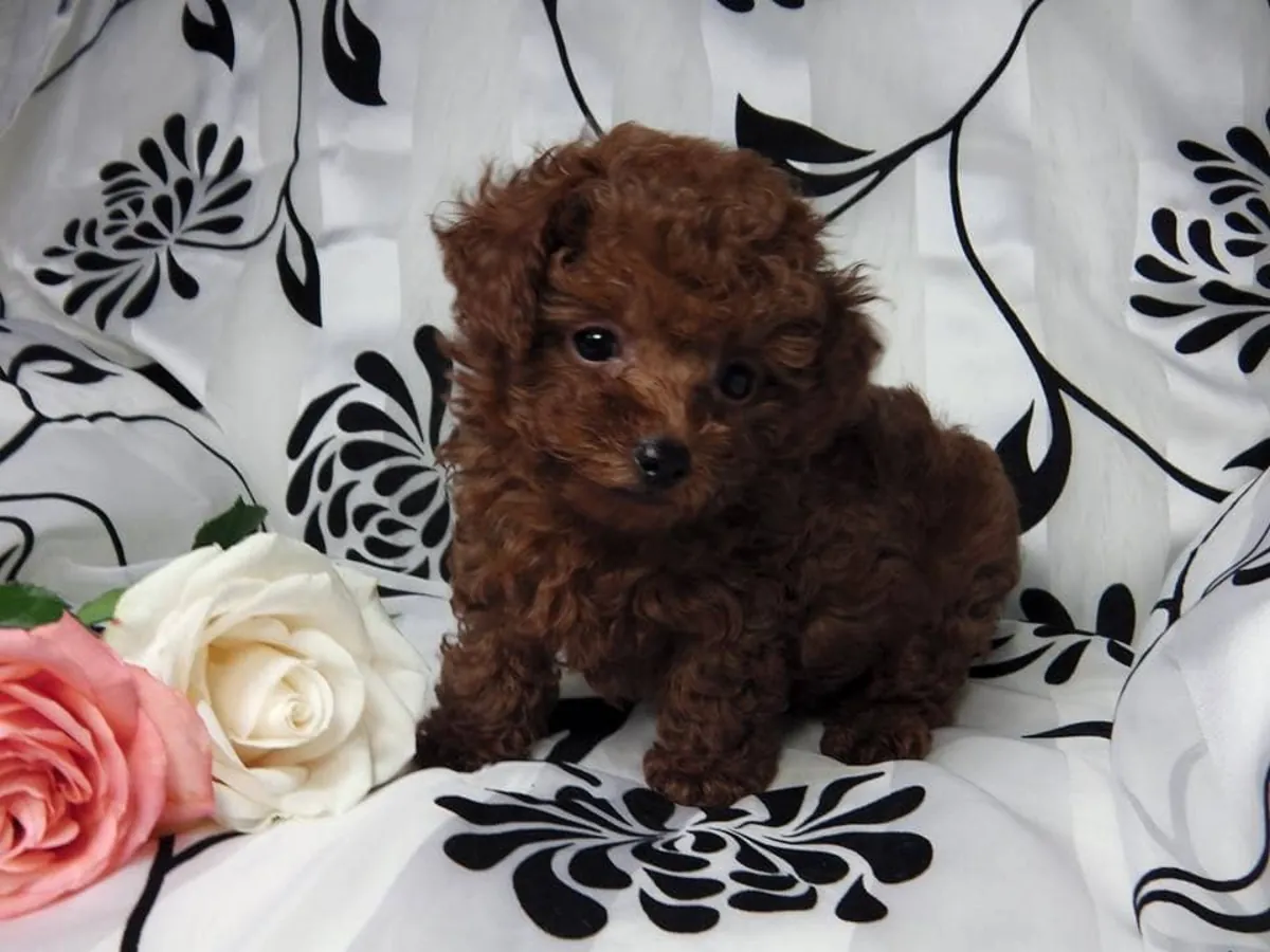 Superbes chiots Toy Poodle~ QUALITÉ SUPÉRIEURE