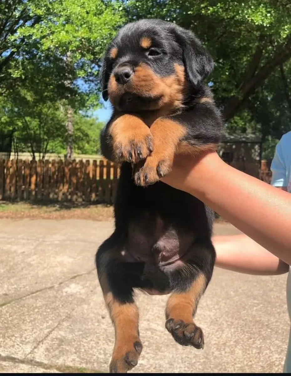 Chiots Rottweiler Veuillez me contacter via le numéro whatsapp ci-dessous