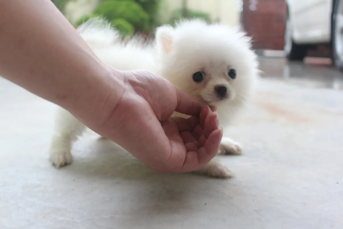 Chiot Pomeranien Veuillez me contacter via le numéro whatsapp ci-dessous