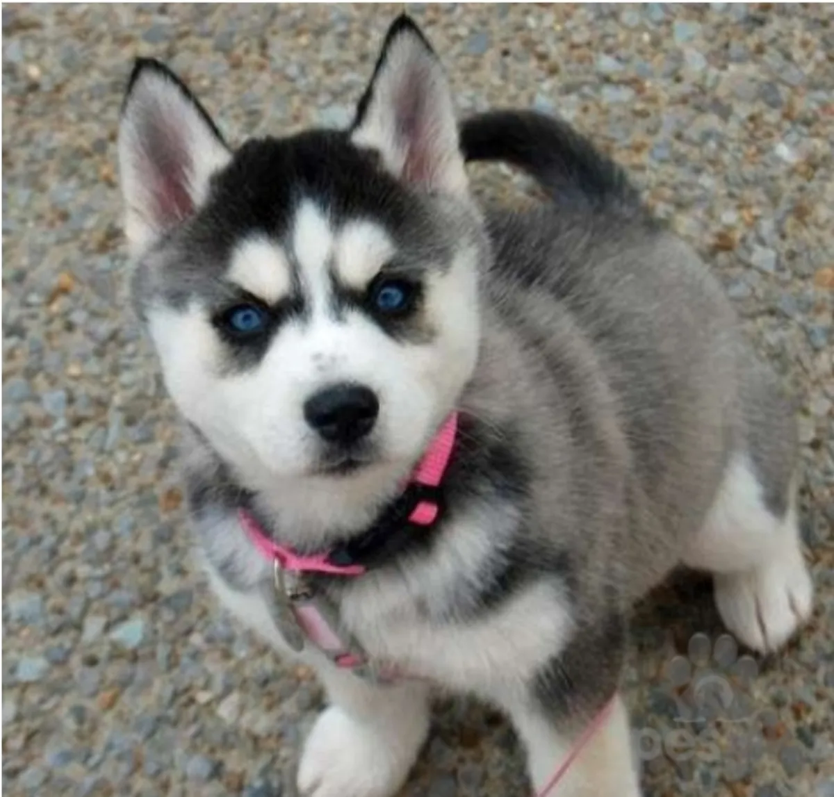 Husky Pups Available.  Please contact me via whatsapp number bellow