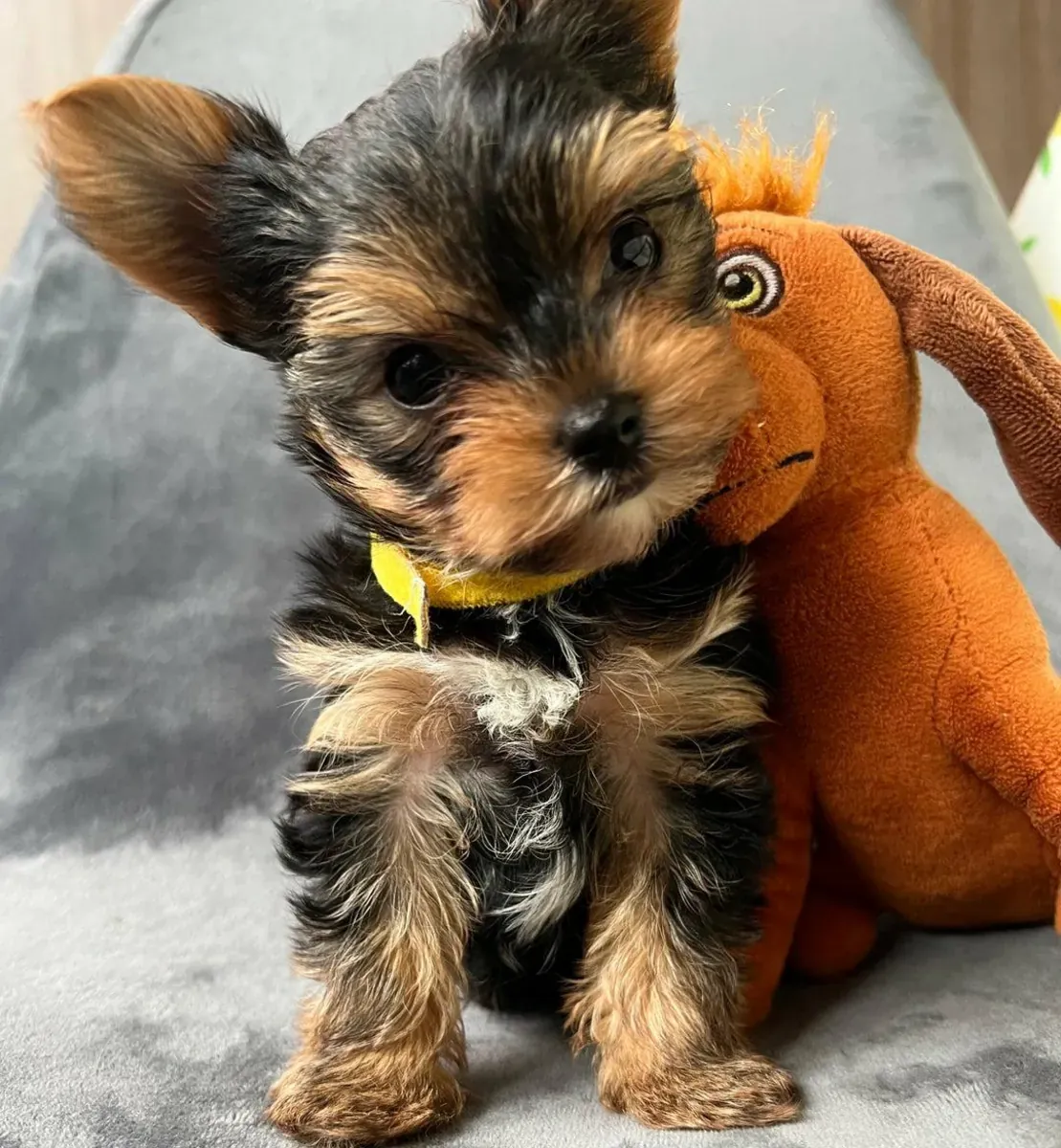 Chiots Yorkshire Terrier de taille miniature (mâle et femelle)
