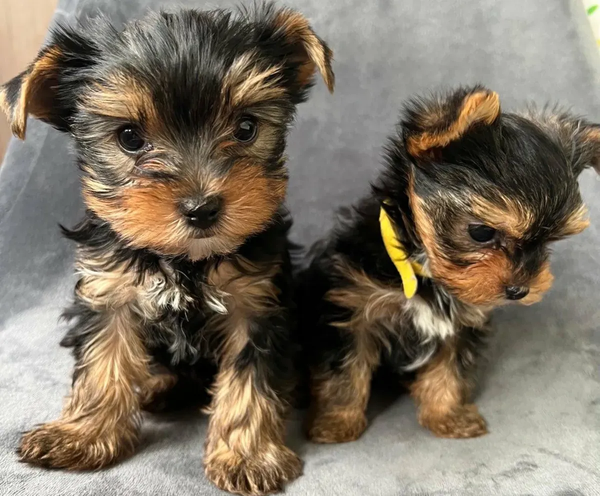 Chiots Yorkshire Terrier de taille miniature (mâle et femelle)