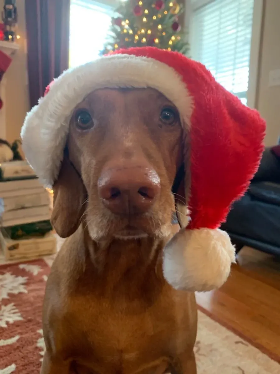 Активная собака, нуждается в большем количестве физических упражнений.